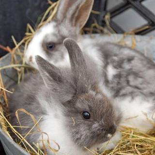 Bunny butts wallpaper