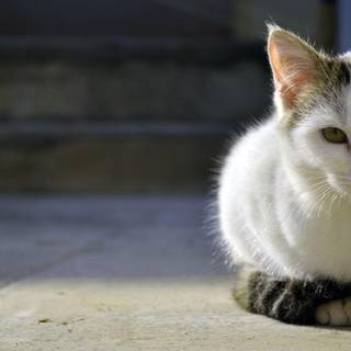 Persian cat wallpaper