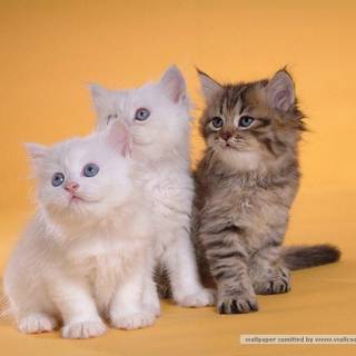 Persian cat wallpaper