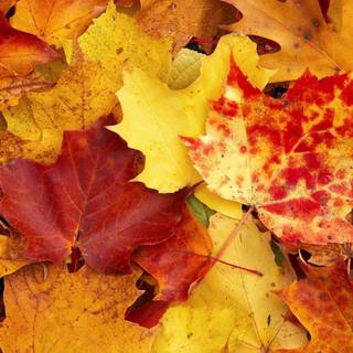 Autumn leaves 2017 wallpaper