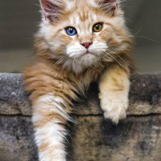 National Cat Day wallpaper