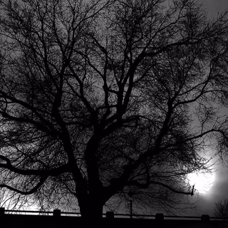 Black nature wallpaper