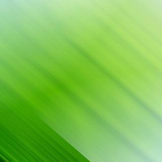 Green gradient wallpaper