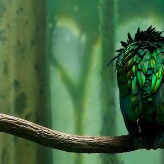 Golden pheasant wallpaper