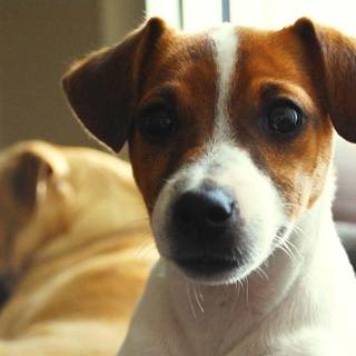 Jack Russell wallpaper