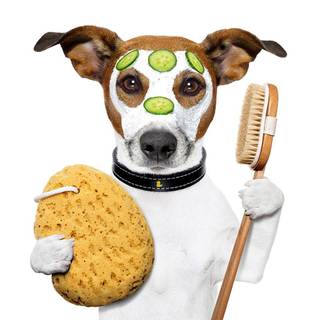 Jack Russell wallpaper