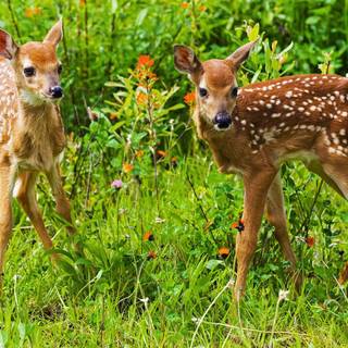 Baby deer wallpaper