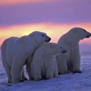 Polar bears HD wallpaper