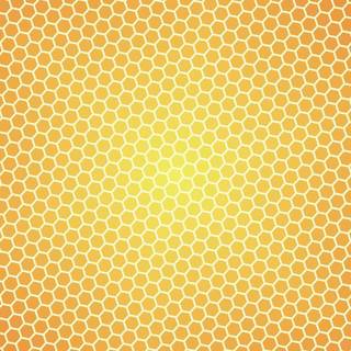 Honey bee wallpaper