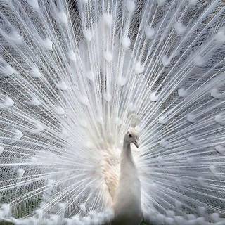 Peafowl wallpaper