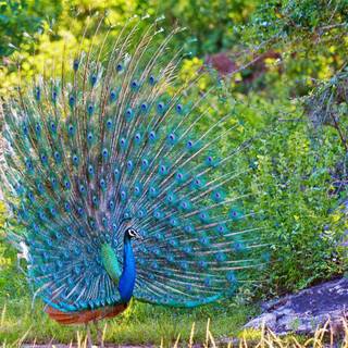 Peafowl wallpaper