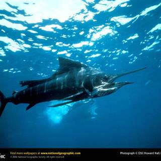 Sail fish wallpaper