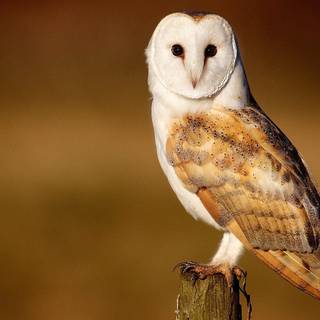 Barn owl wallpaper
