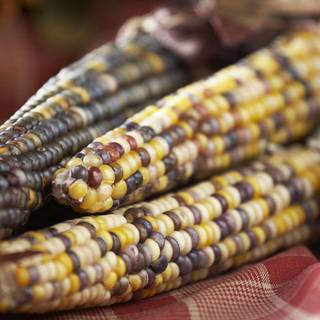 Thanksgiving corn wallpaper