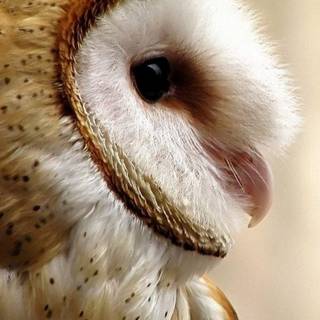 Barn owl wallpaper