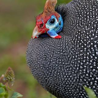 Guineafowl wallpaper