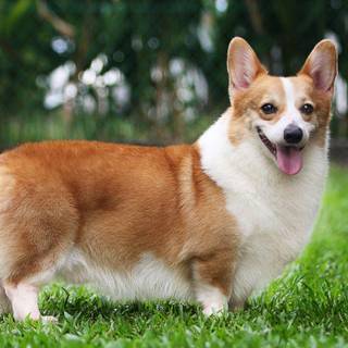 Pembroke Welsh Corgi wallpaper