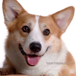 Pembroke Welsh Corgi wallpaper