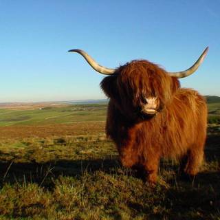 Domestic yak wallpaper