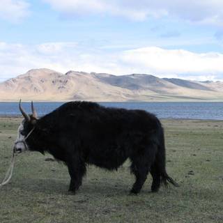 Domestic yak wallpaper