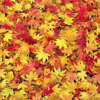 Thanksgiving autumn leaves wallpaper