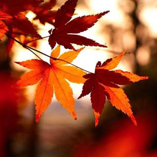 Thanksgiving autumn leaves wallpaper