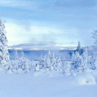 Snow scene wallpaper