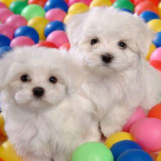 Maltipoo wallpaper
