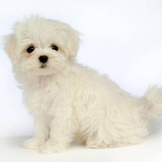 Maltipoo wallpaper