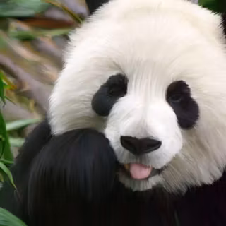 Cute pandas wallpaper