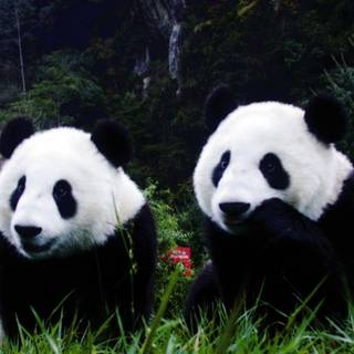 Cute pandas wallpaper
