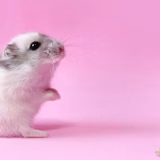 Gerbil wallpaper