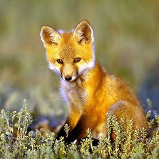 Baby fox wallpaper