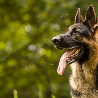 German Shepherds wallpaper