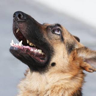 German Shepherd puppy wallpaper