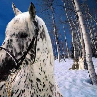 Appaloosa animal wallpaper