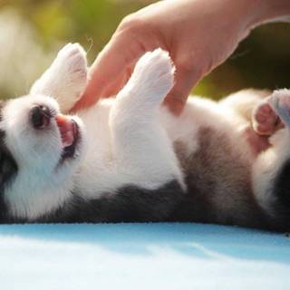 Baby husky wallpaper