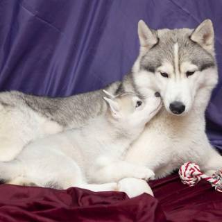 Baby husky wallpaper