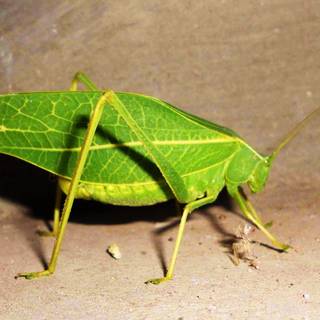 Stick insect wallpaper