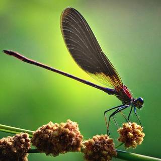 Stick insect wallpaper