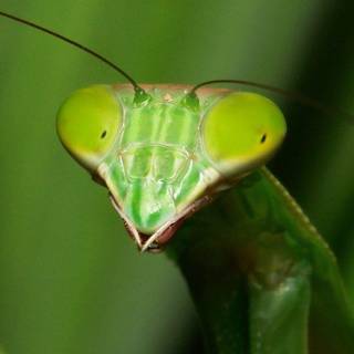 Stick insect wallpaper