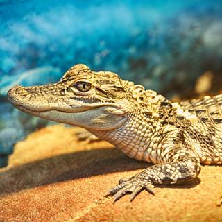 Alligator HD wallpaper