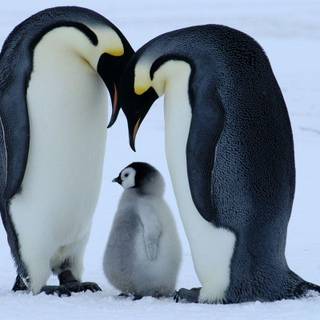 Penguin animal wallpaper