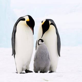 Penguin animal wallpaper