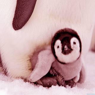 Penguin animal wallpaper