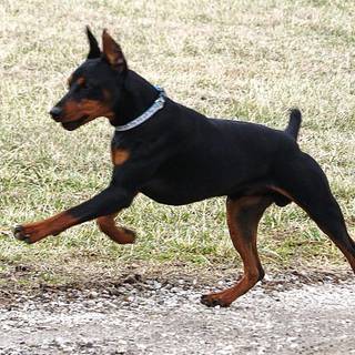 German Pinscher wallpaper