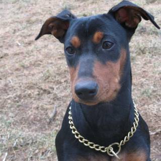 German Pinscher wallpaper