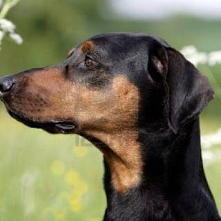 German Pinscher wallpaper