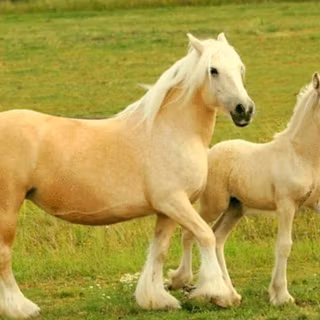 Baby horses wallpaper