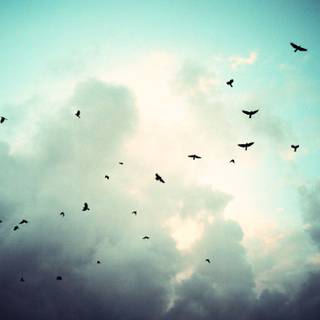 Flying birds wallpaper